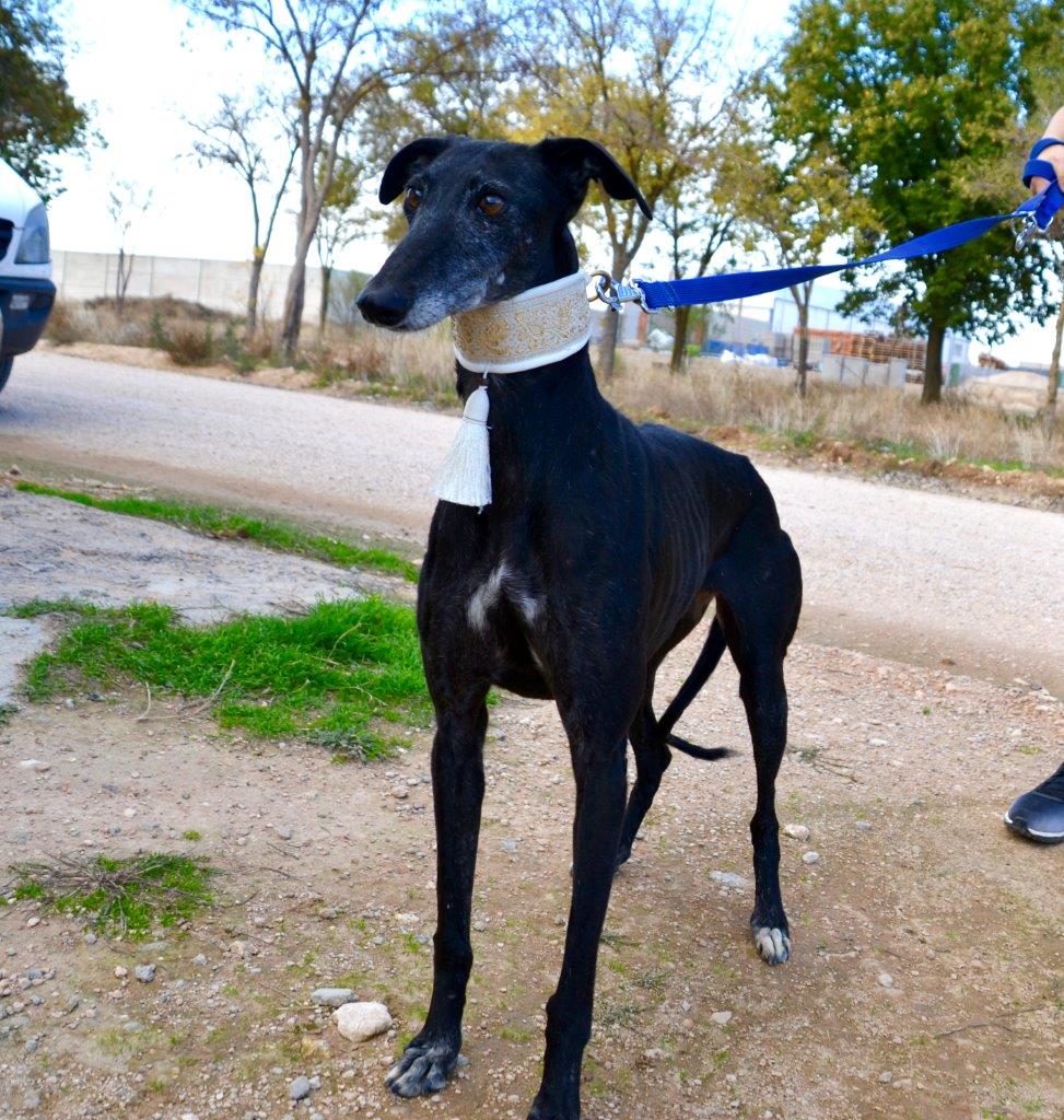 Photo de TIANA, un lévrier en attente d adoption