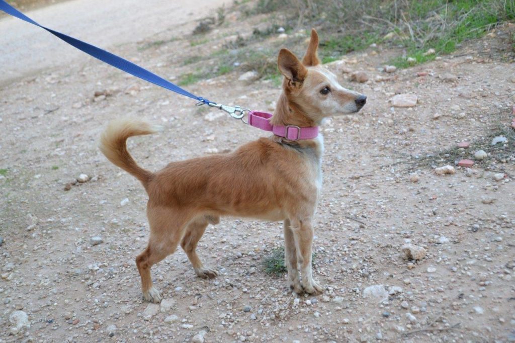 Photo de YIYO, un lévrier en attente d adoption