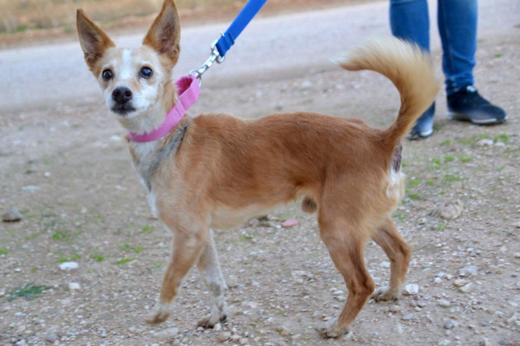 Photo de YIYO, un lévrier en attente d adoption