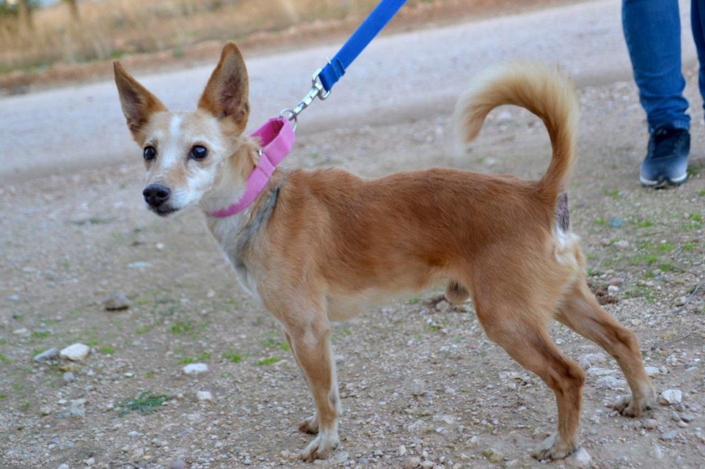 Photo de YIYO, un lévrier en attente d adoption