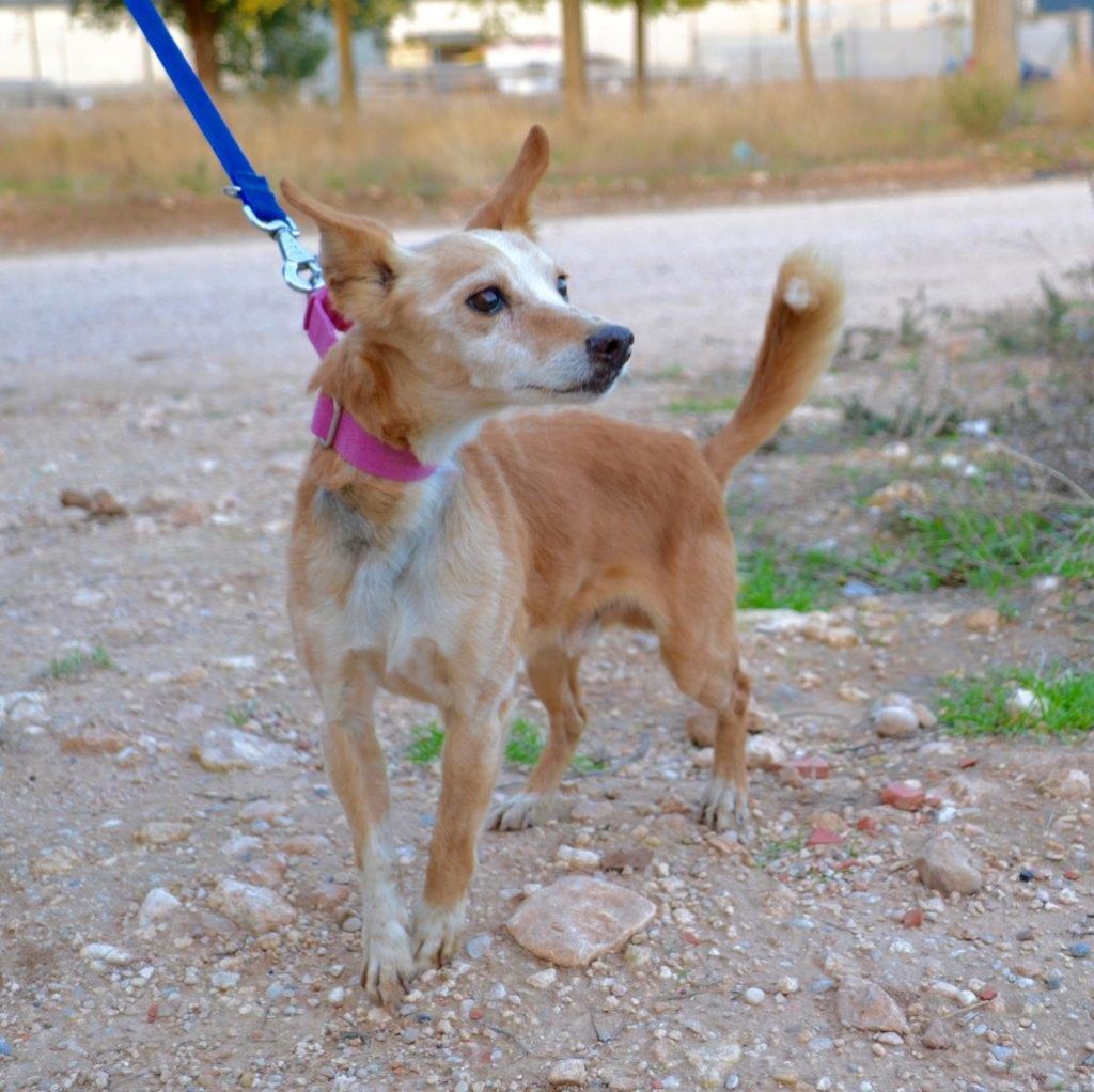 Photo de YIYO, un lévrier en attente d adoption