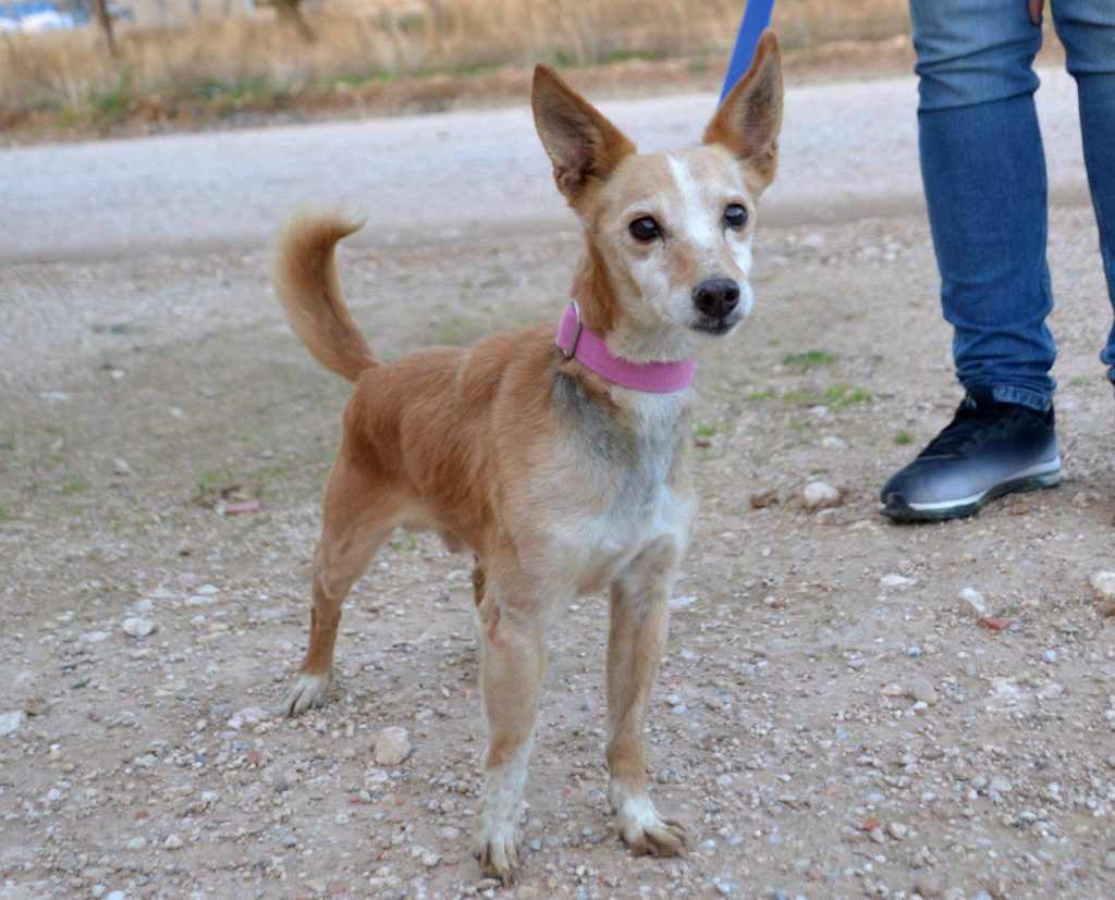 Photo de YIYO, un lévrier en attente d adoption