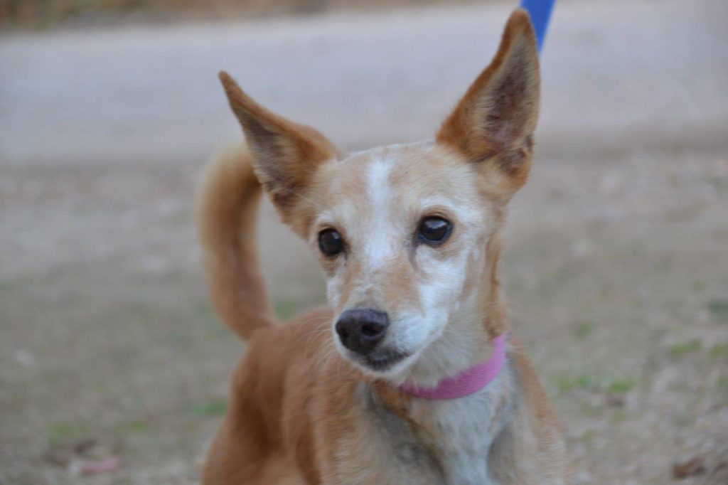 Photo de YIYO, un lévrier en attente d adoption