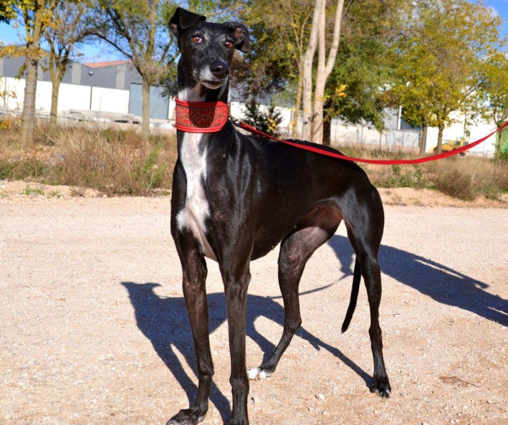 Photo de CAPRI, un lévrier en attente d adoption