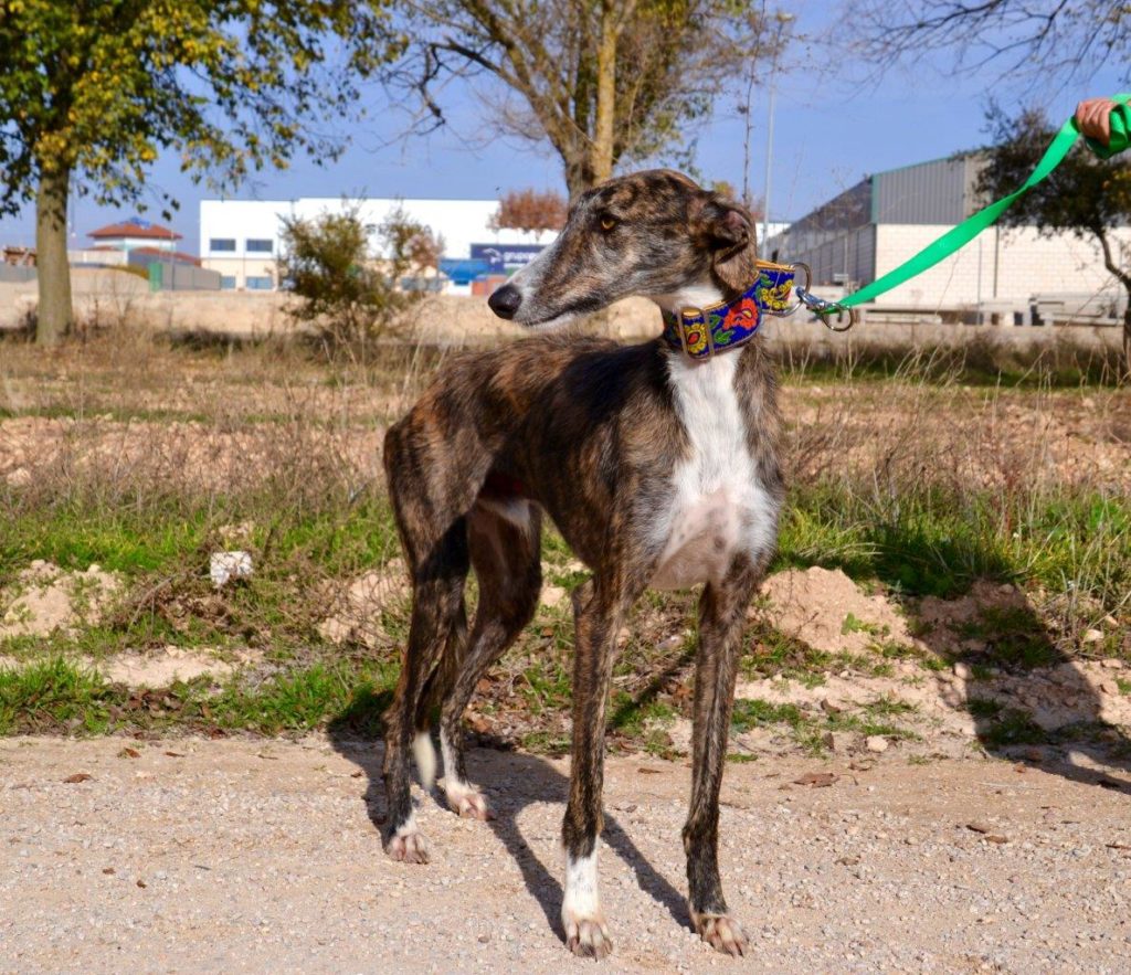 Photo de DATIL, un lévrier en attente d adoption