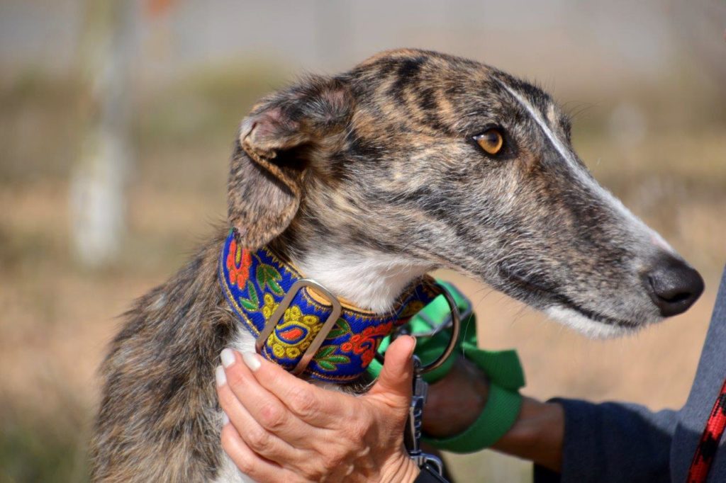 Photo de DATIL, un lévrier en attente d adoption