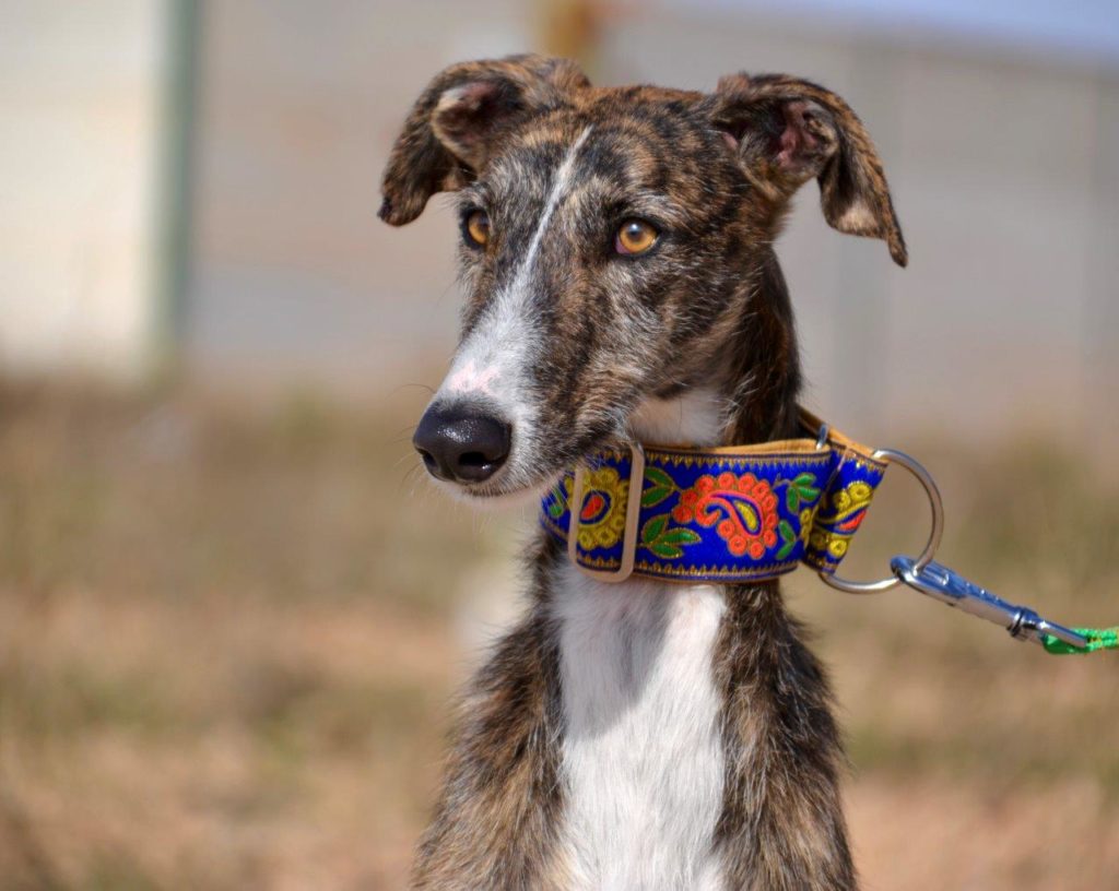 Photo de DATIL, un lévrier en attente d adoption