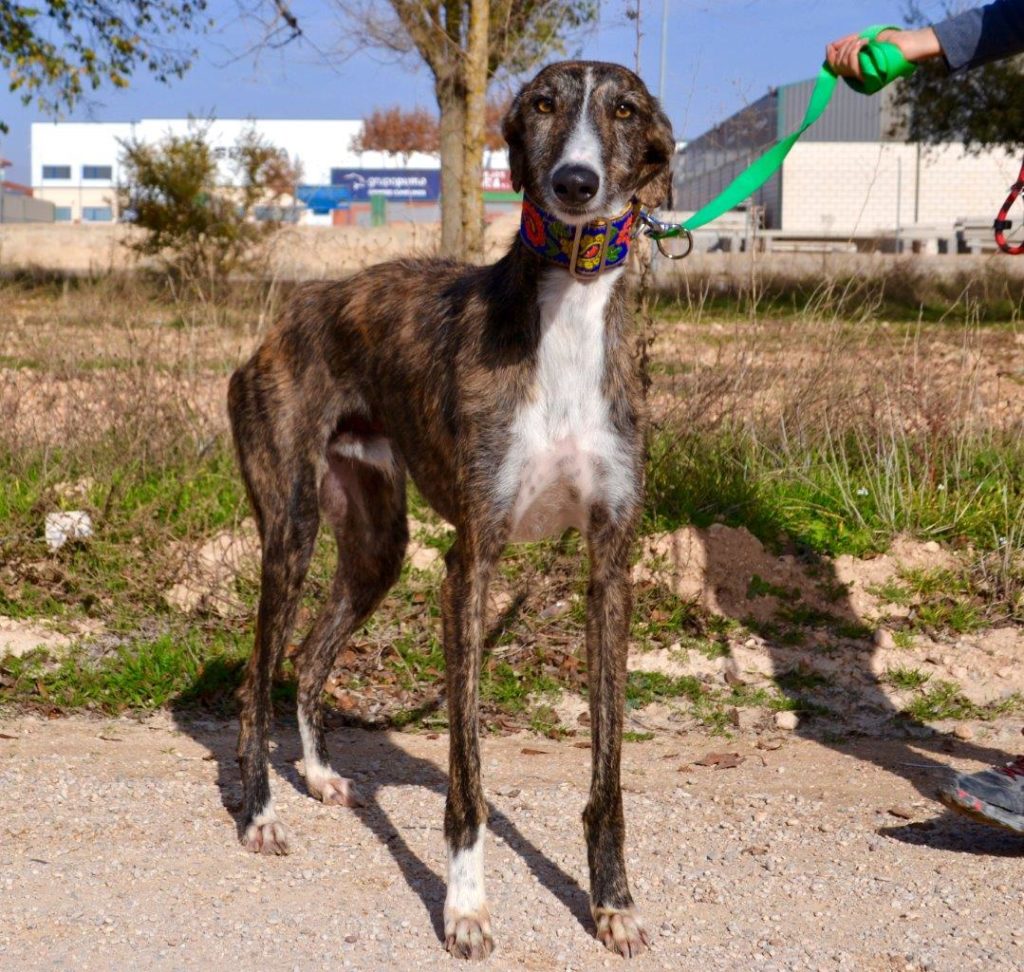 Photo de DATIL, un lévrier en attente d adoption