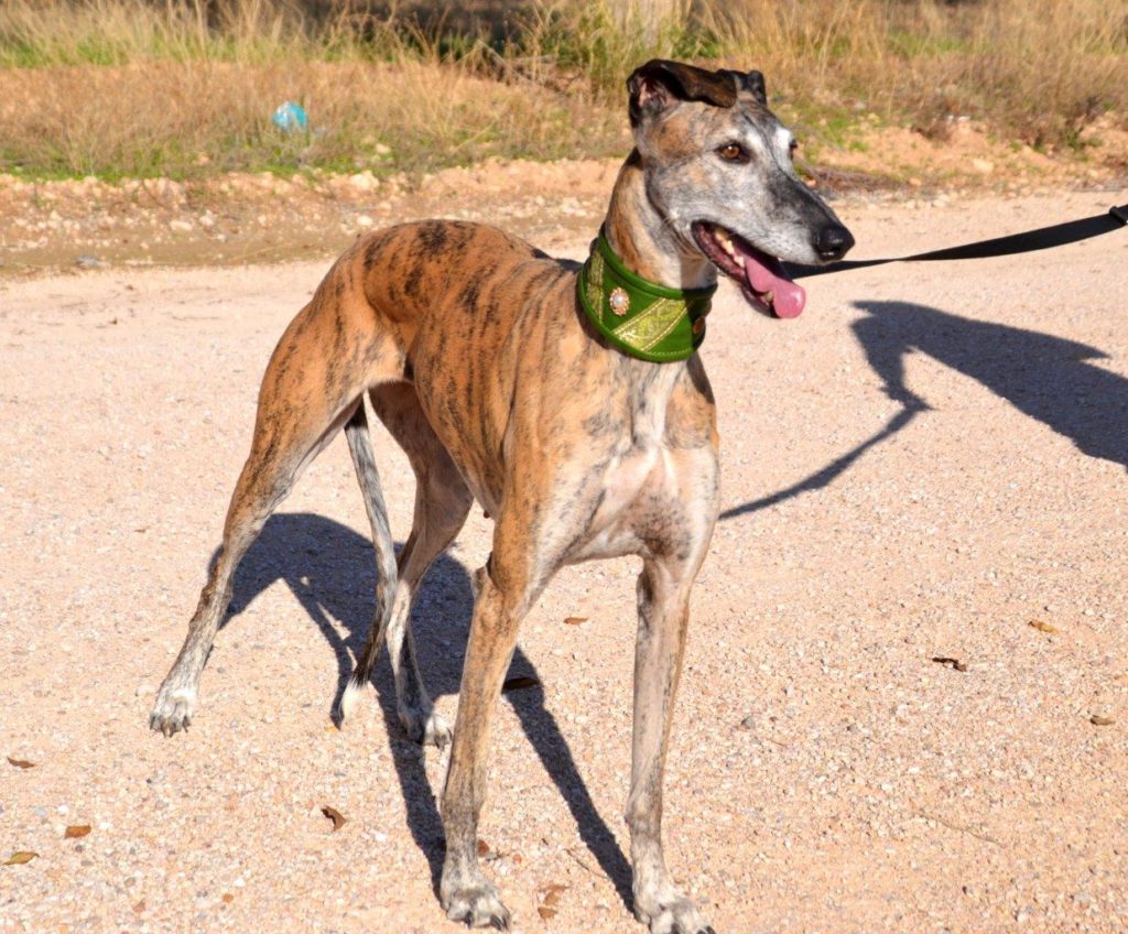 Photo de FLORIDA, un lévrier en attente d adoption