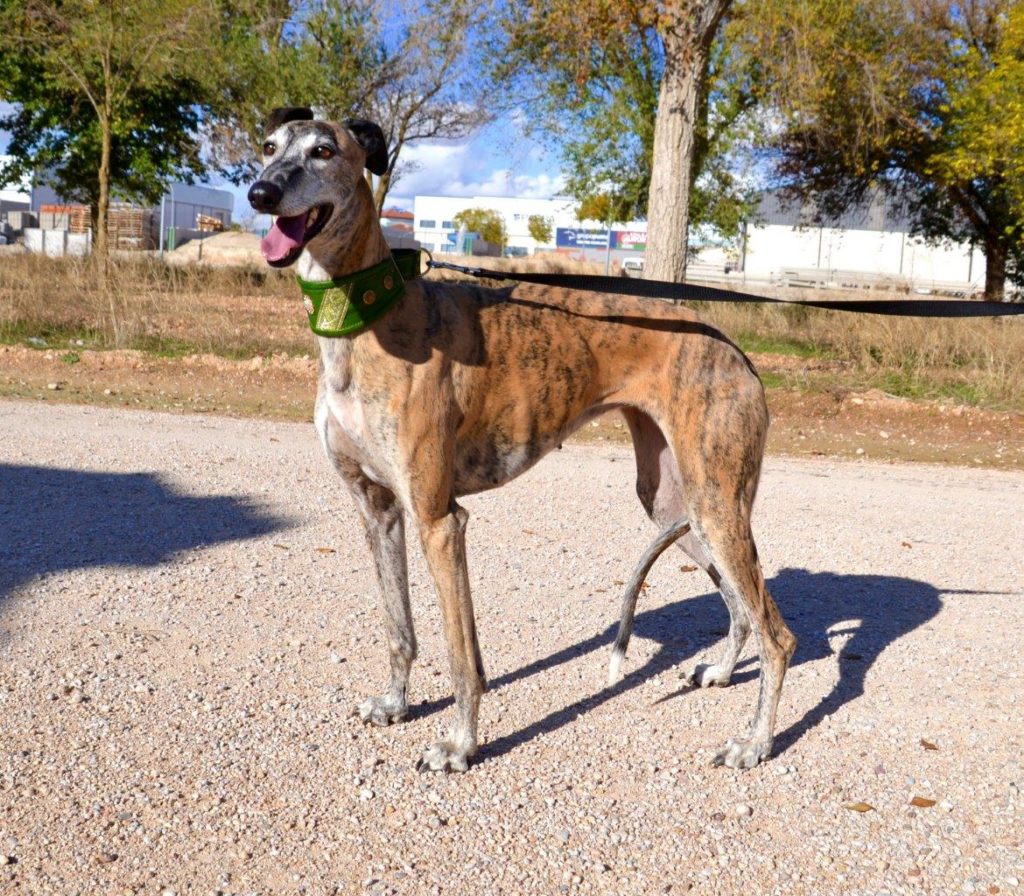 Photo de FLORIDA, un lévrier en attente d adoption