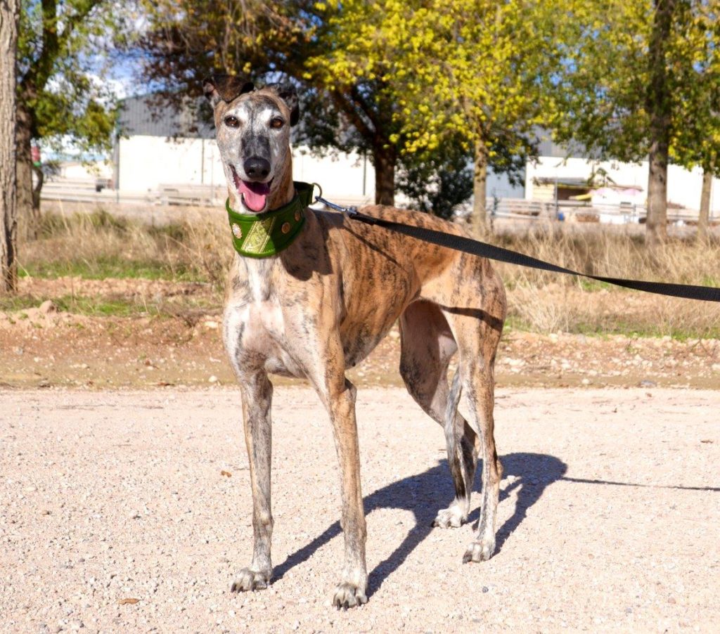 Photo de FLORIDA, un lévrier en attente d adoption