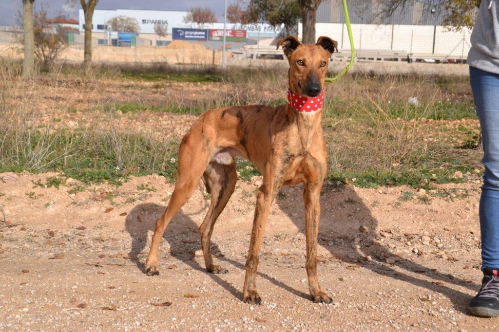 Photo de GASPAR, un lévrier en attente d adoption