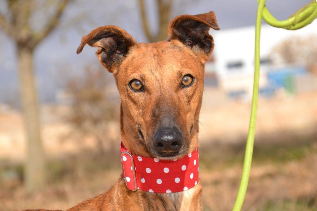 Photo de GASPAR, un lévrier en attente d adoption