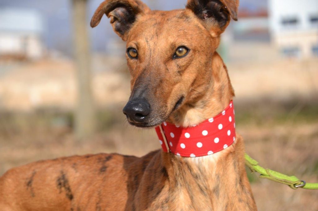 Photo de GASPAR, un lévrier en attente d adoption