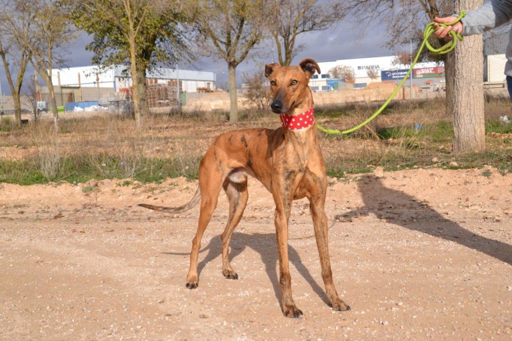 Photo de GASPAR, un lévrier en attente d adoption