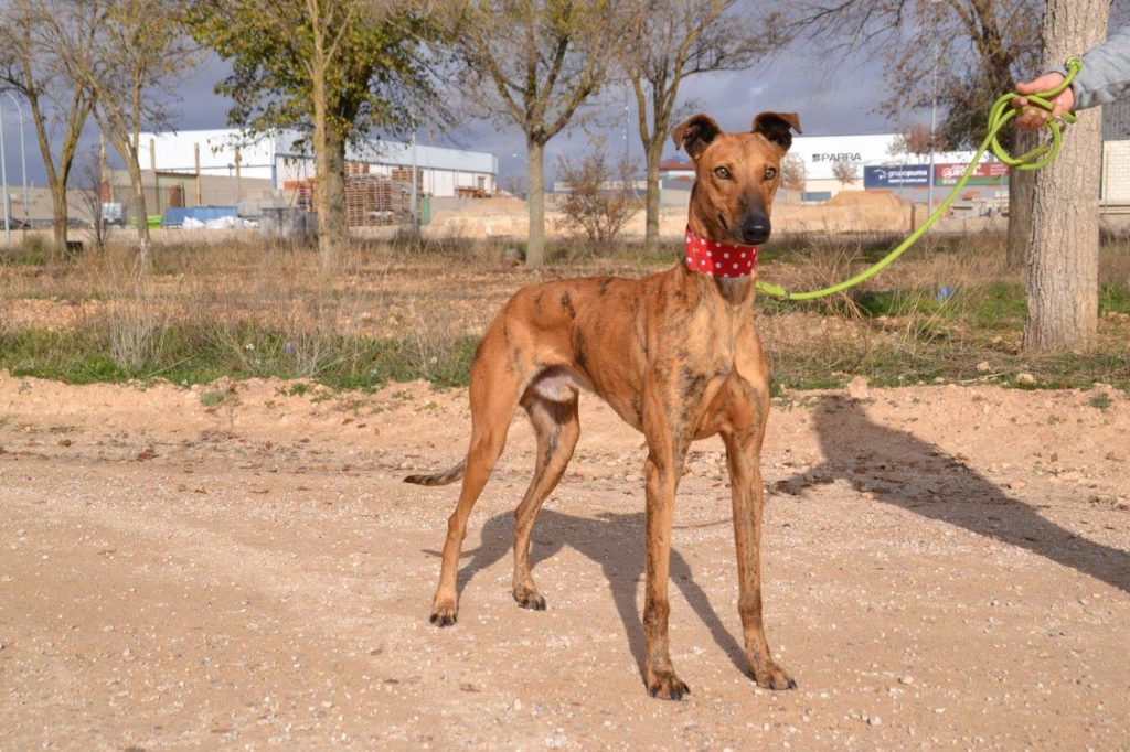 Photo de GASPAR, un lévrier en attente d adoption