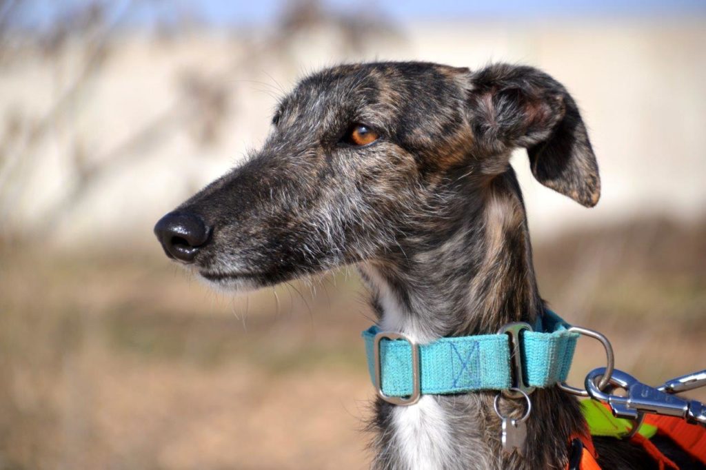 Photo de ISLA, un lévrier en attente d adoption