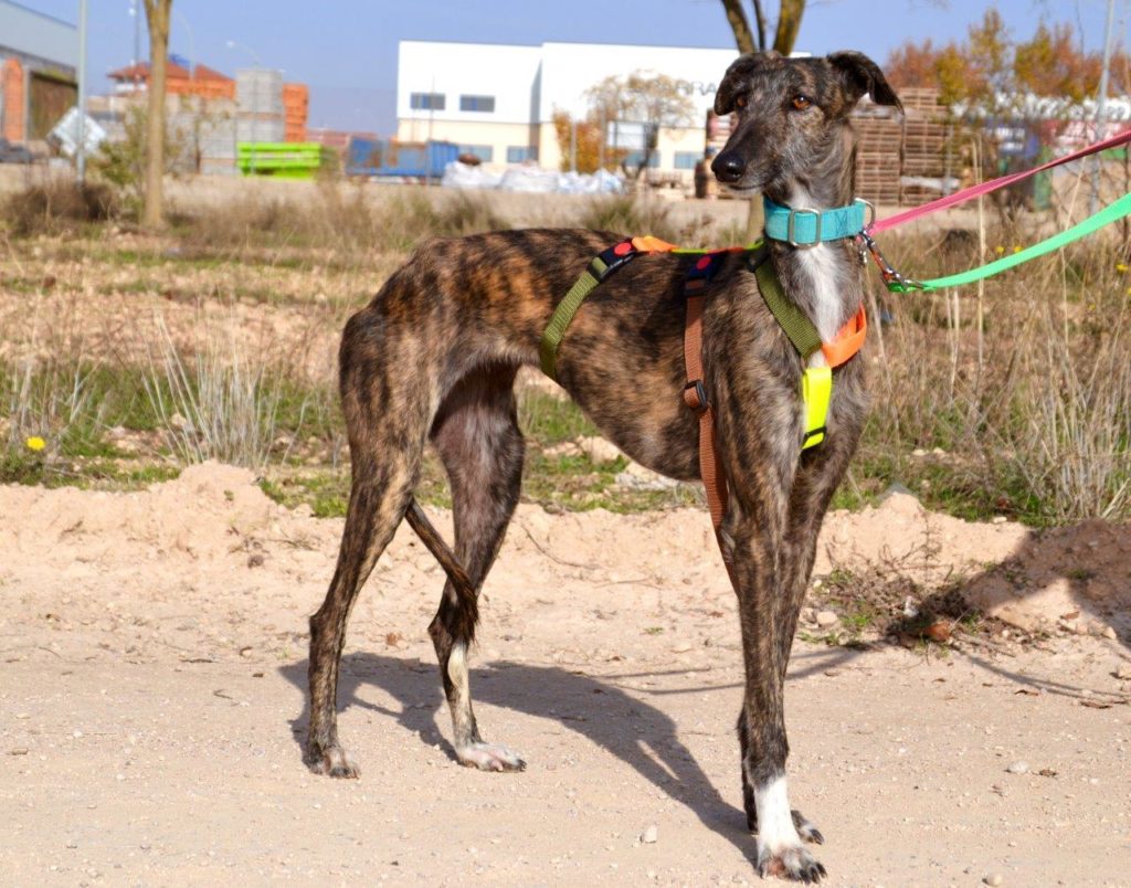 Photo de ISLA, un lévrier en attente d adoption