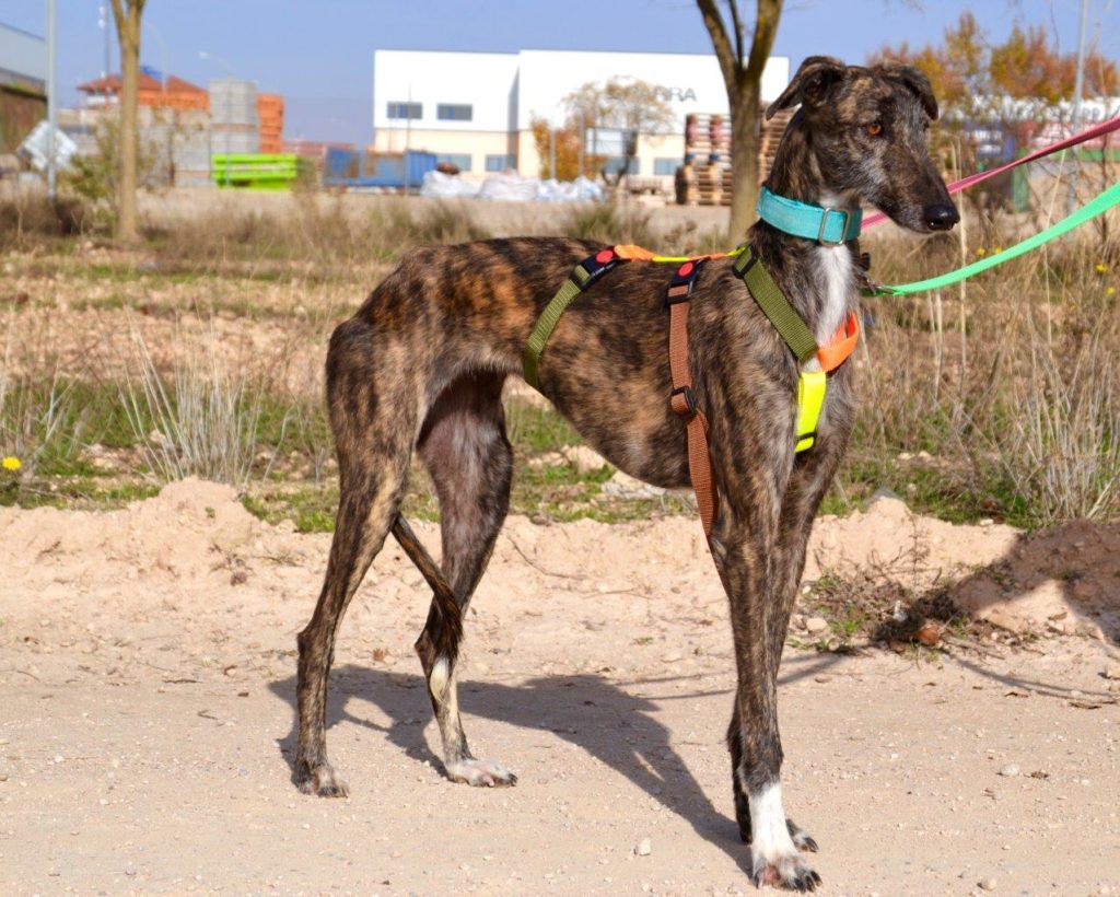 Photo de ISLA, un lévrier en attente d adoption