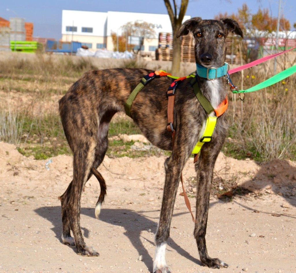 Photo de ISLA, un lévrier en attente d adoption