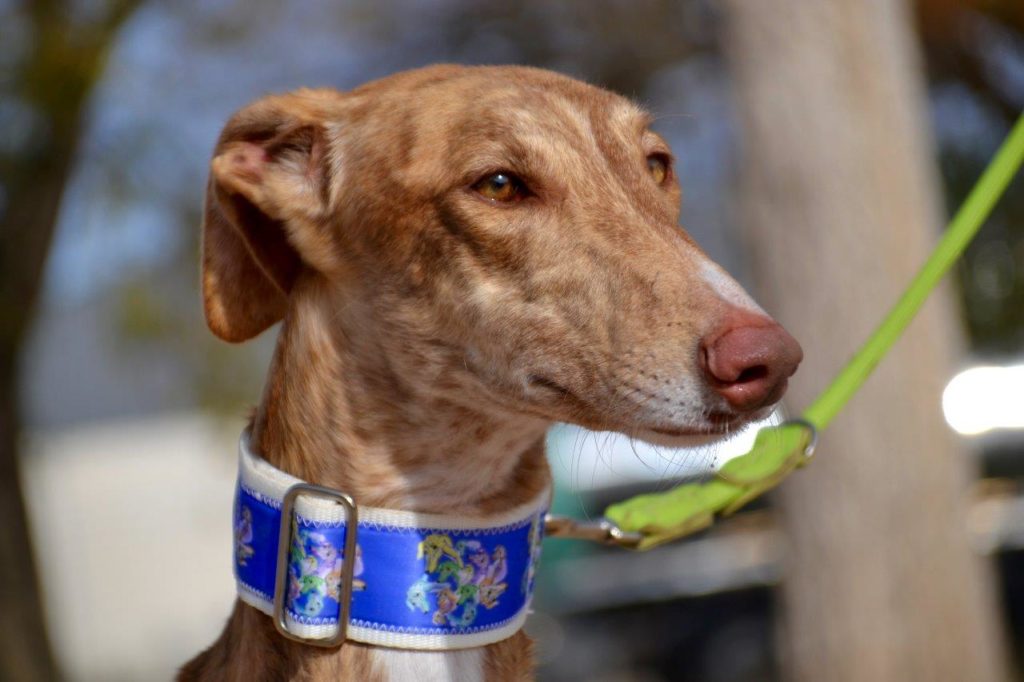 Photo de LIDIO, un lévrier en attente d adoption