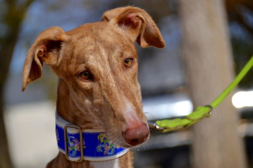 Photo de LIDIO, un lévrier en attente d adoption