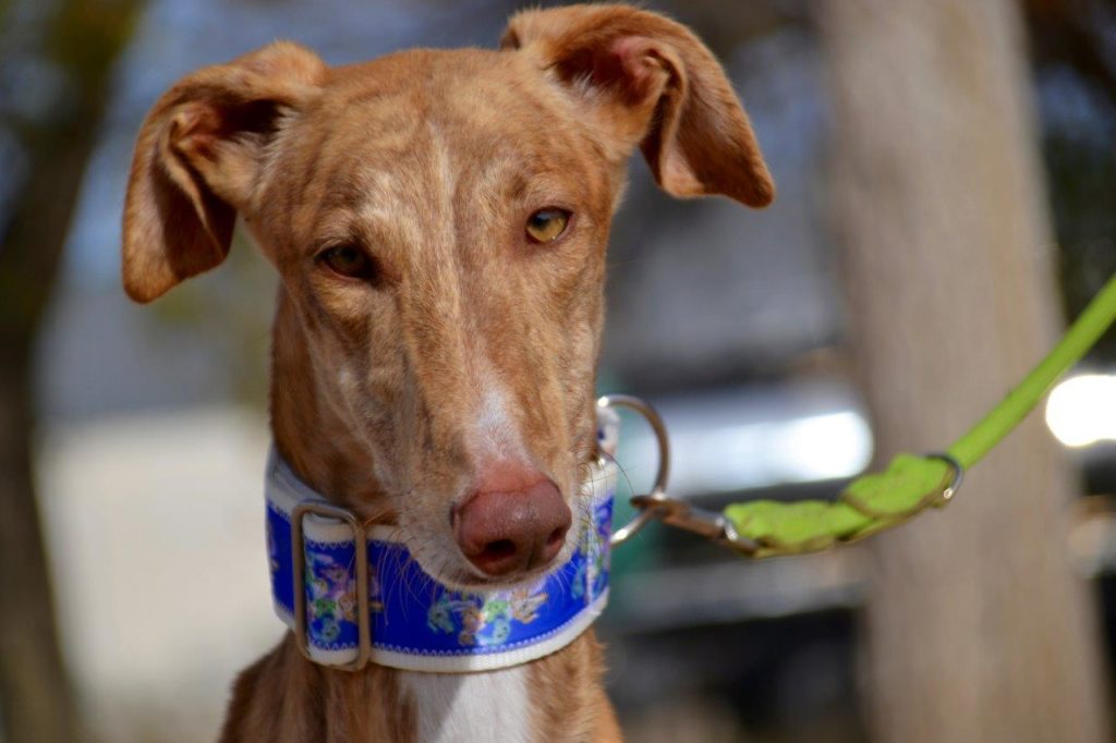 Photo de LIDIO, un lévrier en attente d adoption