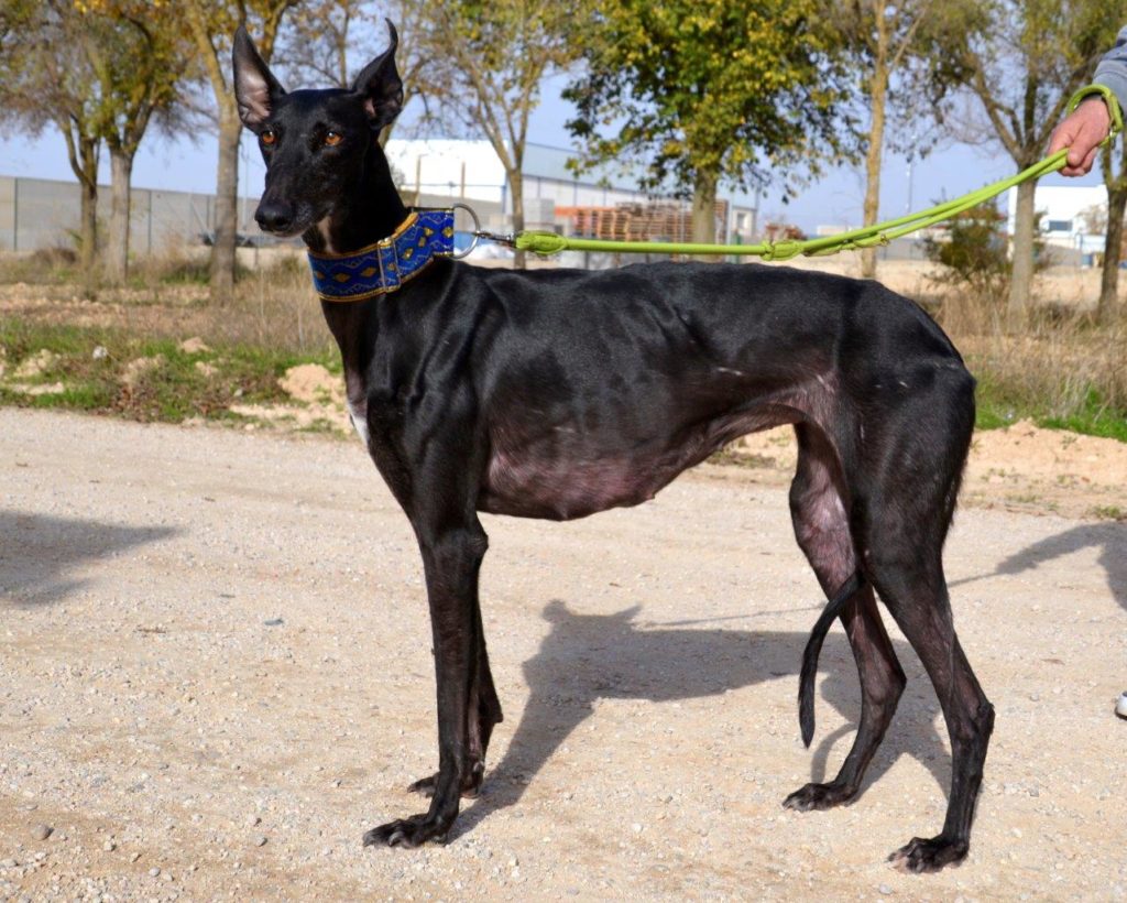 Photo de PEPITA, un lévrier en attente d adoption