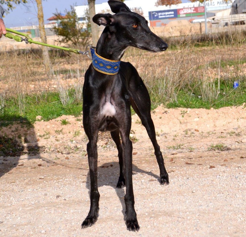 Photo de PEPITA, un lévrier en attente d adoption