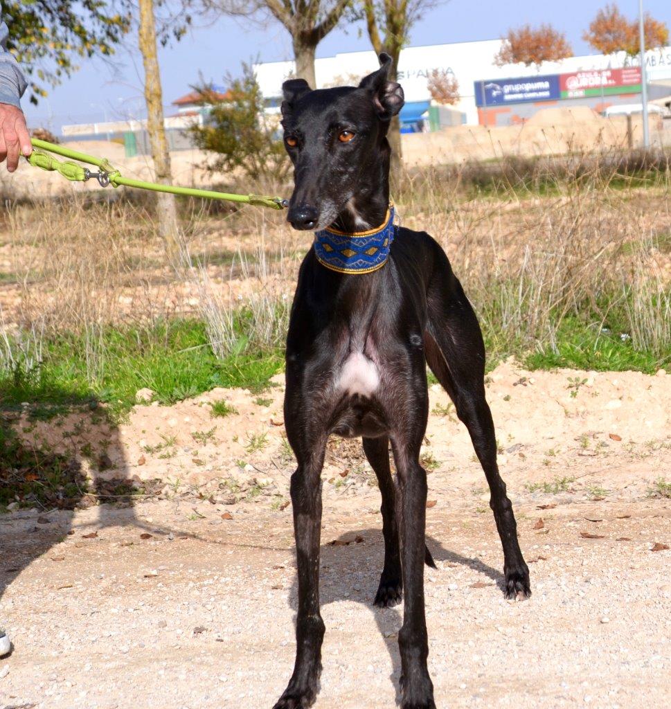 Photo de PEPITA, un lévrier en attente d adoption