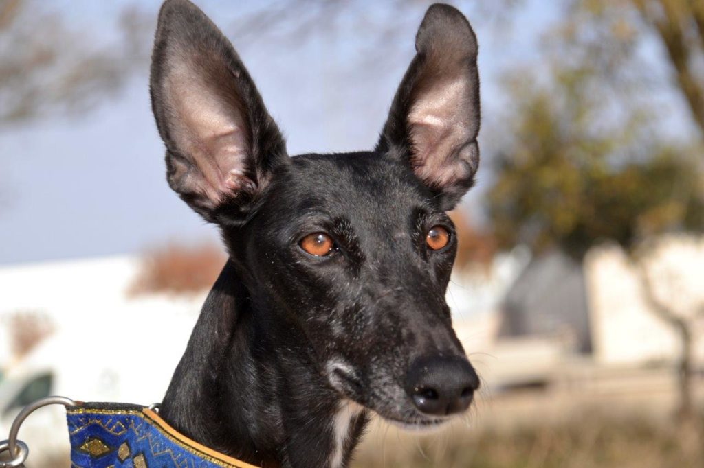 Photo de PEPITA, un lévrier en attente d adoption