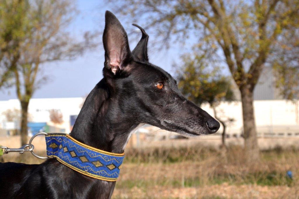 Photo de PEPITA, un lévrier en attente d adoption