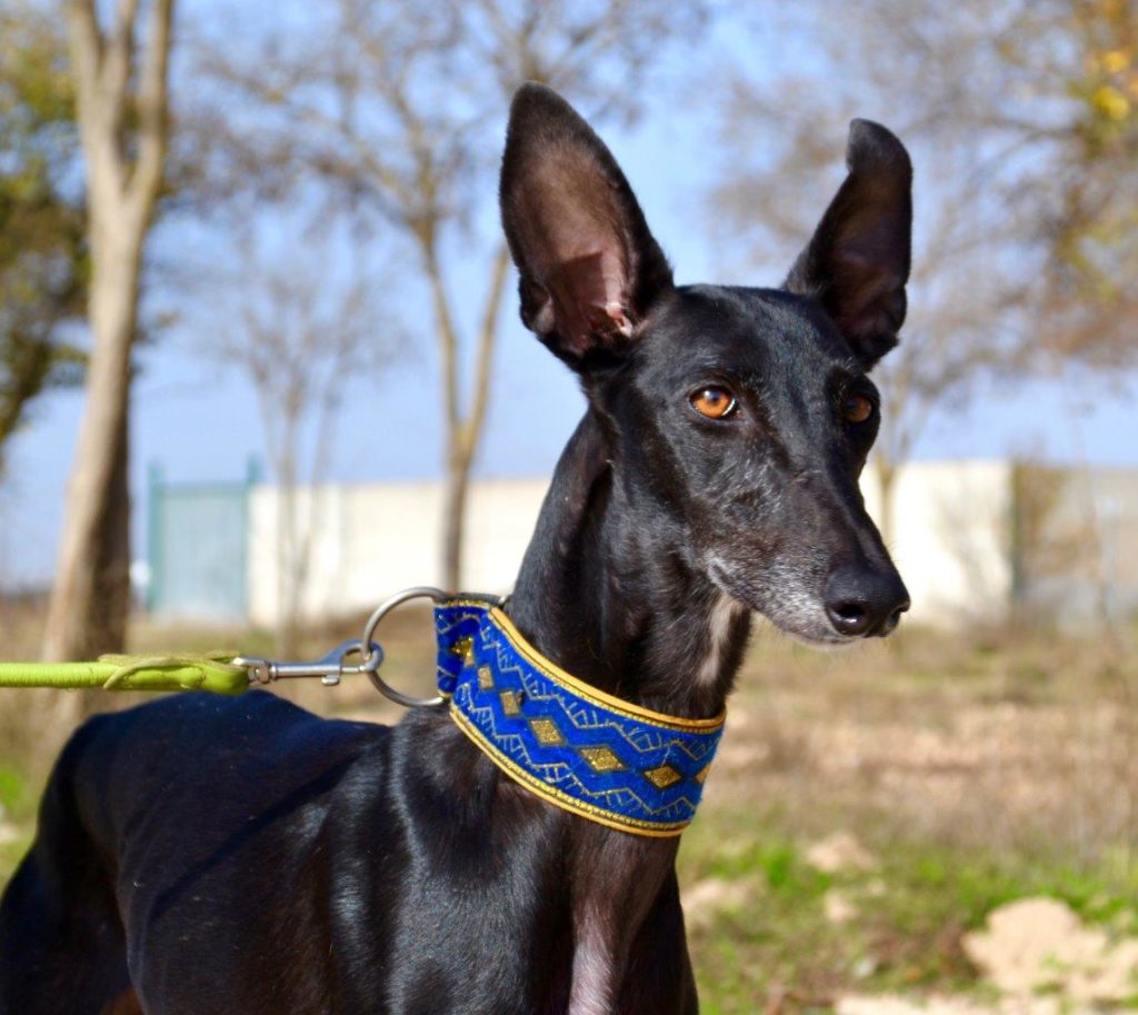 Photo de PEPITA, un lévrier en attente d adoption