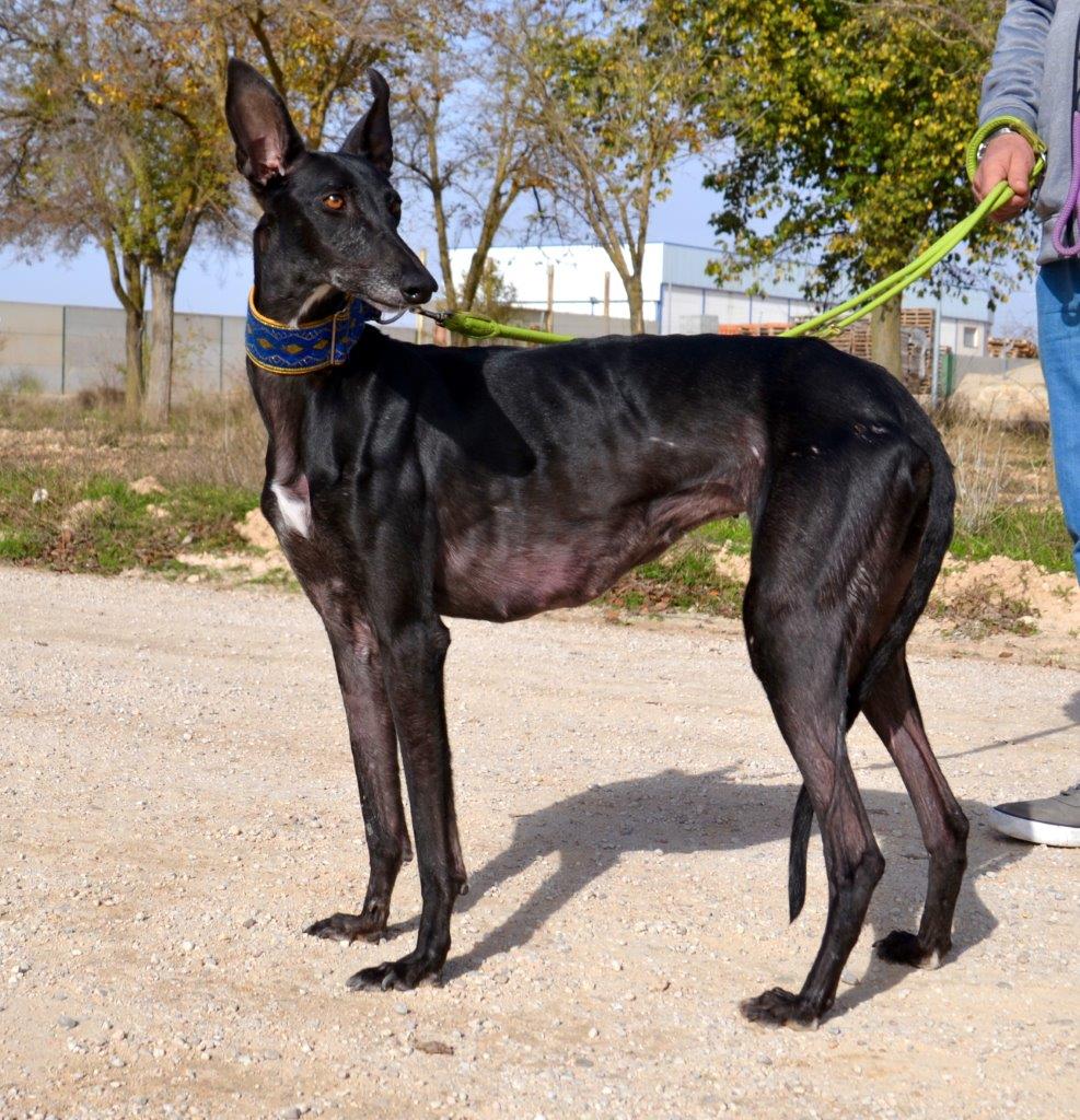 Photo de PEPITA, un lévrier en attente d adoption