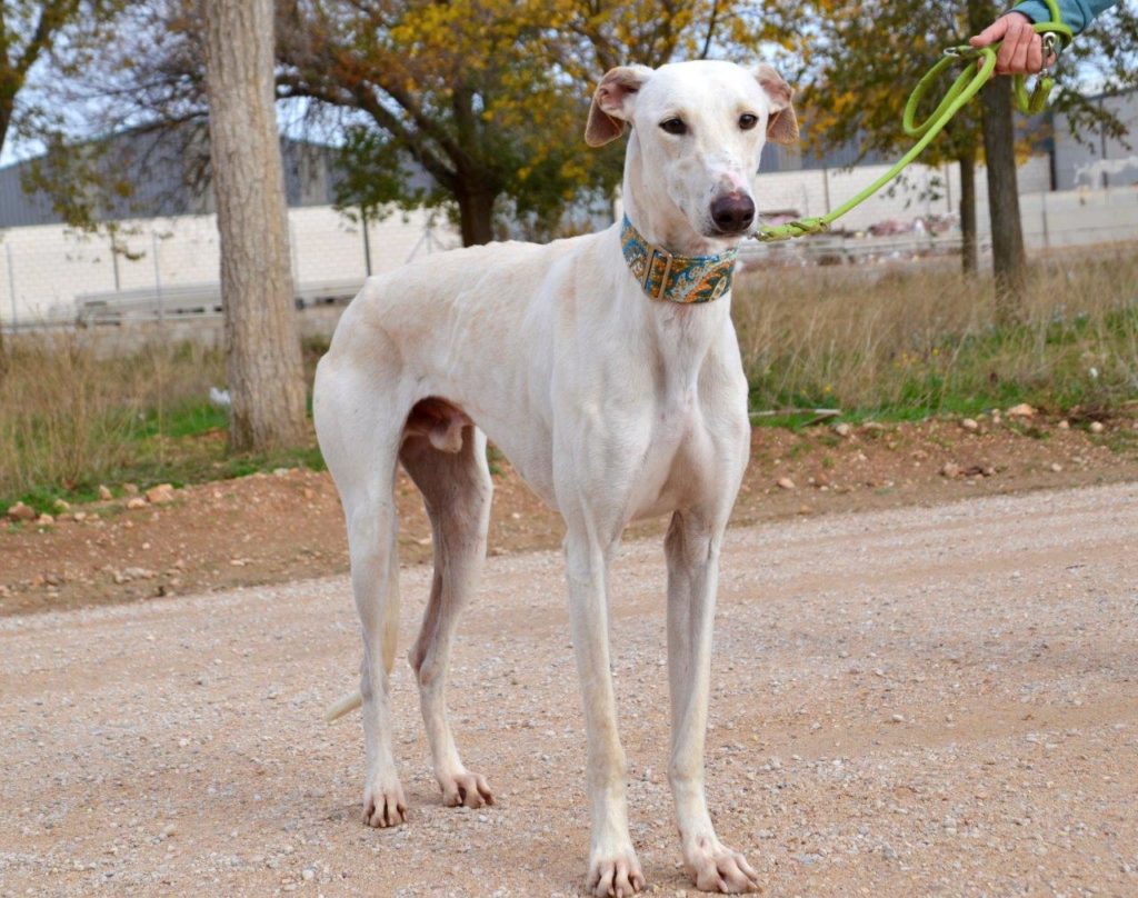 Photo de RIO, un lévrier en attente d adoption