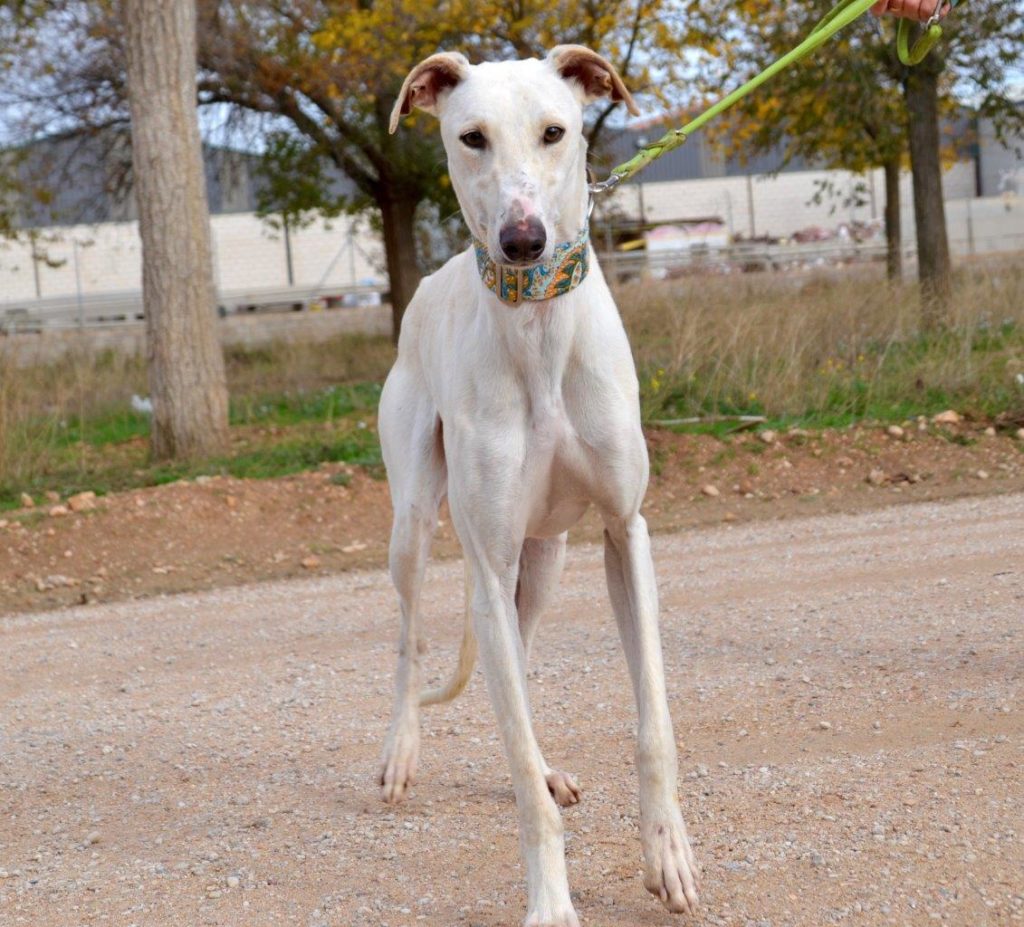 Photo de RIO, un lévrier en attente d adoption