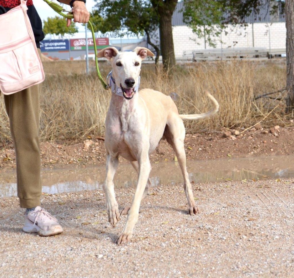 Photo de YOSHI, un lévrier en attente d adoption