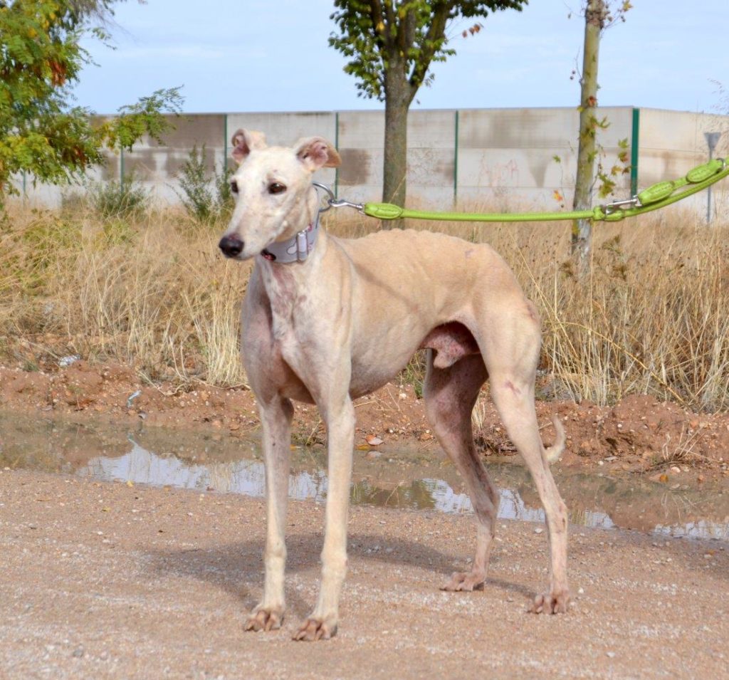 Photo de YOSHI, un lévrier en attente d adoption