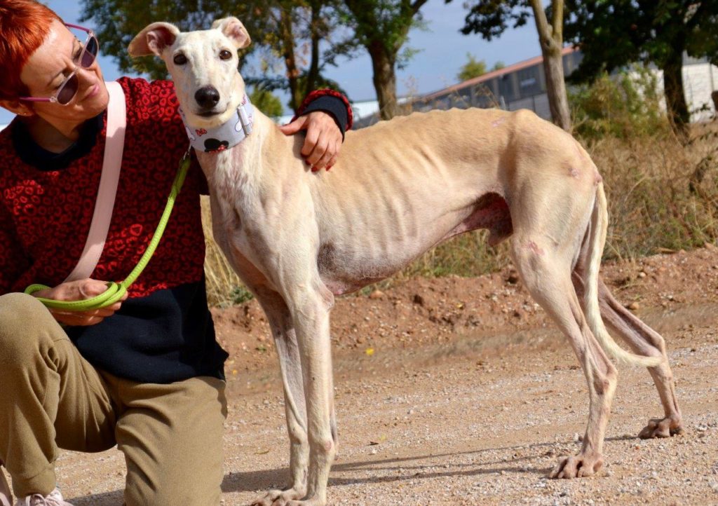 Photo de YOSHI, un lévrier en attente d adoption