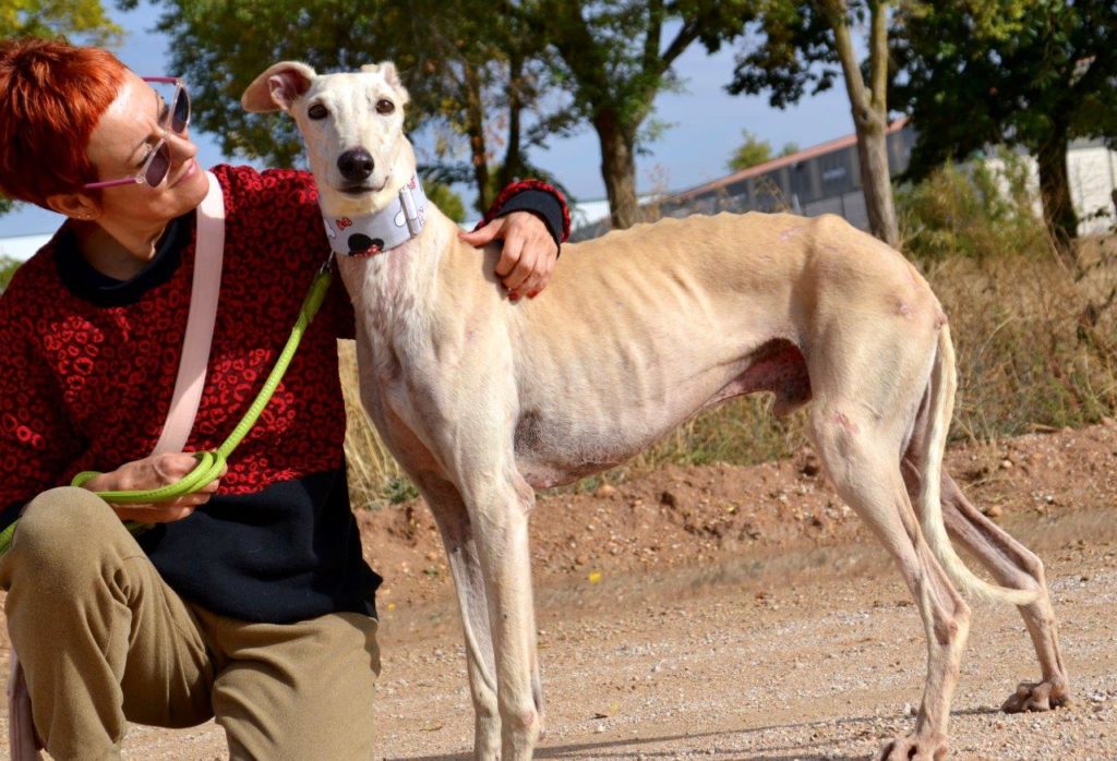 Photo de YOSHI, un lévrier en attente d adoption