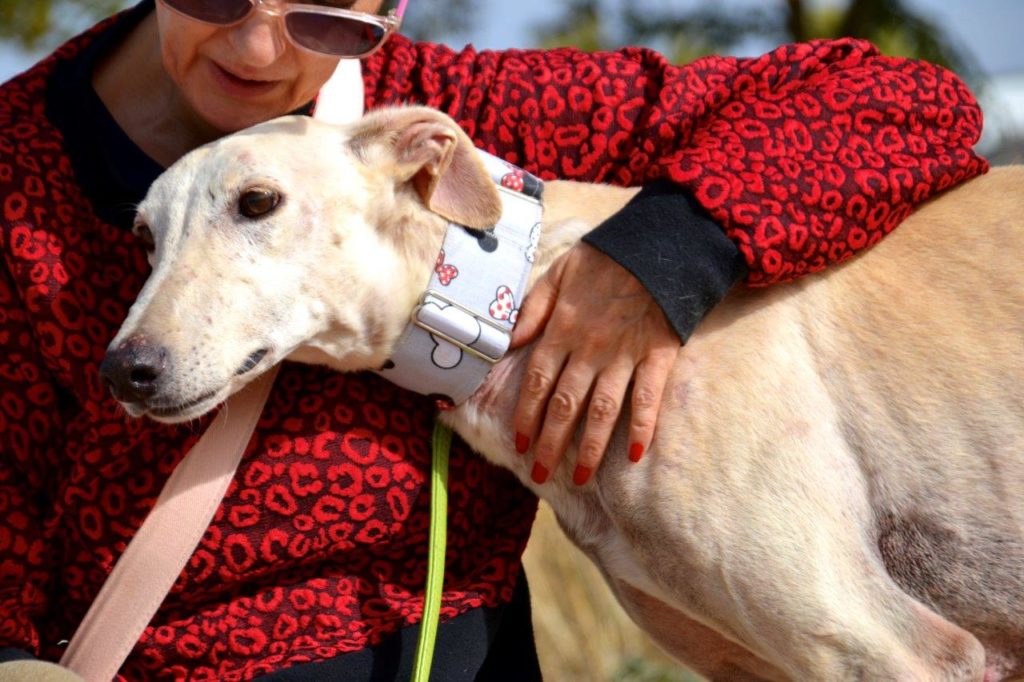 Photo de YOSHI, un lévrier en attente d adoption