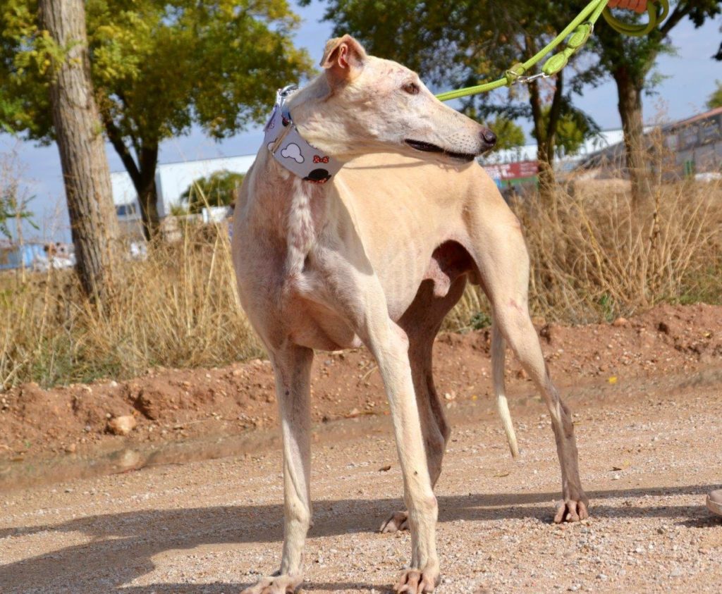 Photo de YOSHI, un lévrier en attente d adoption