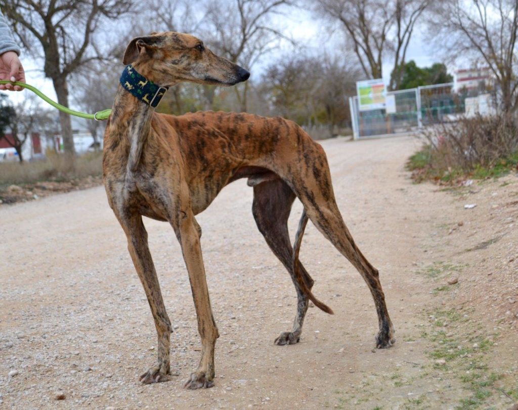 Photo de FERRERO, un lévrier en attente d adoption