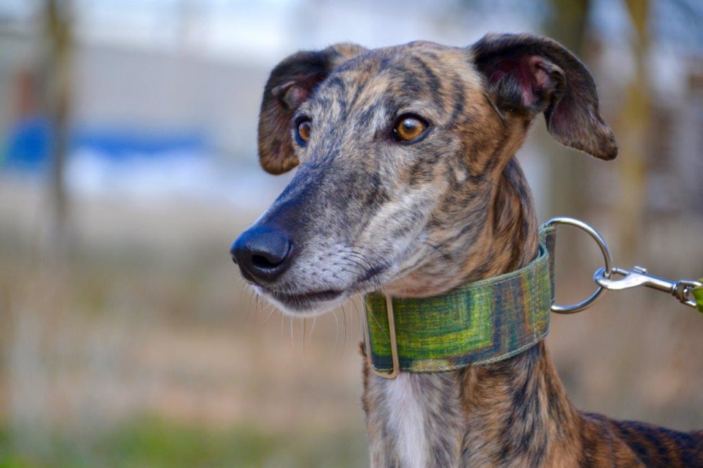 Photo de LINDOR, un lévrier en attente d adoption