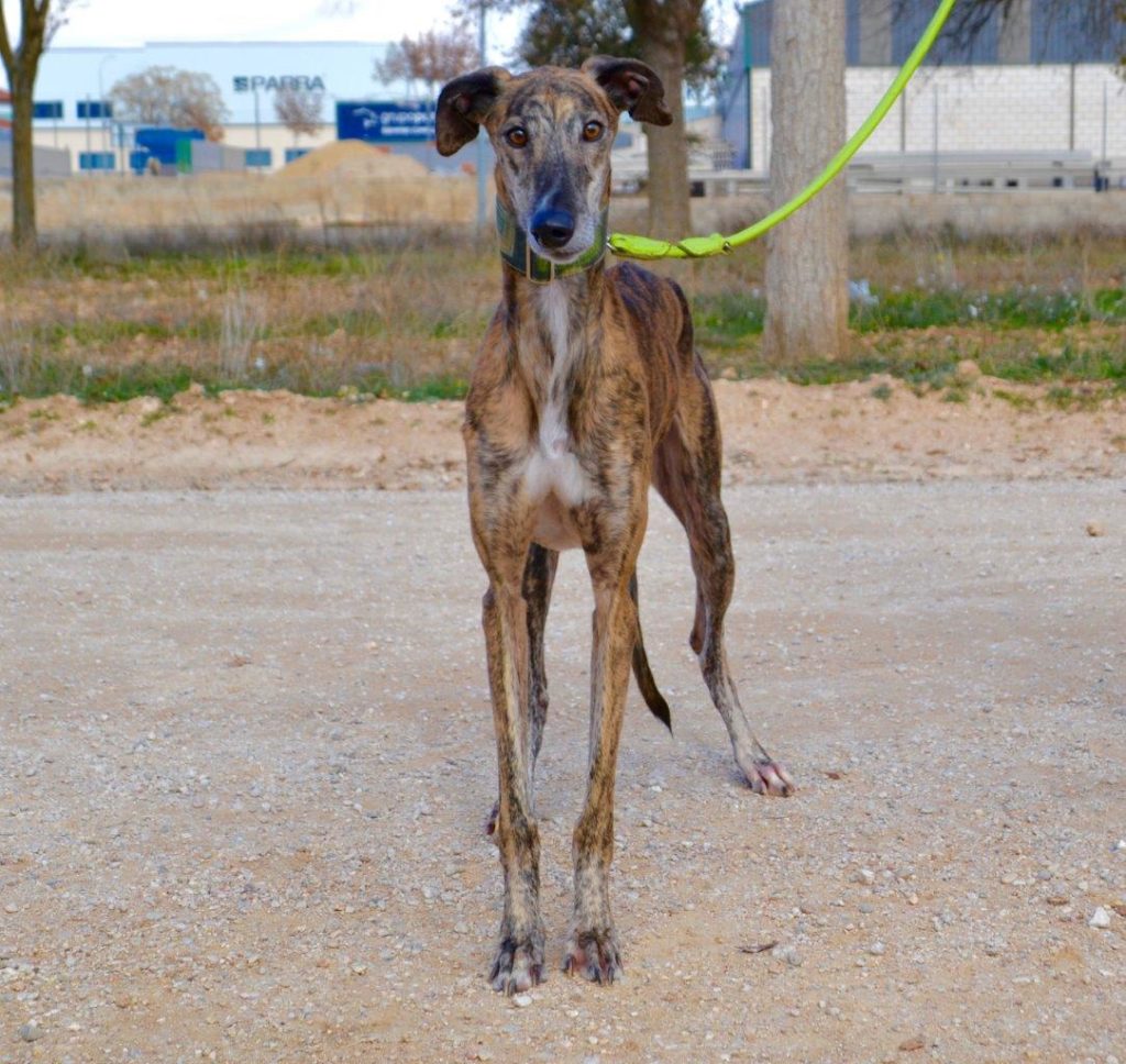 Photo de LINDOR, un lévrier en attente d adoption