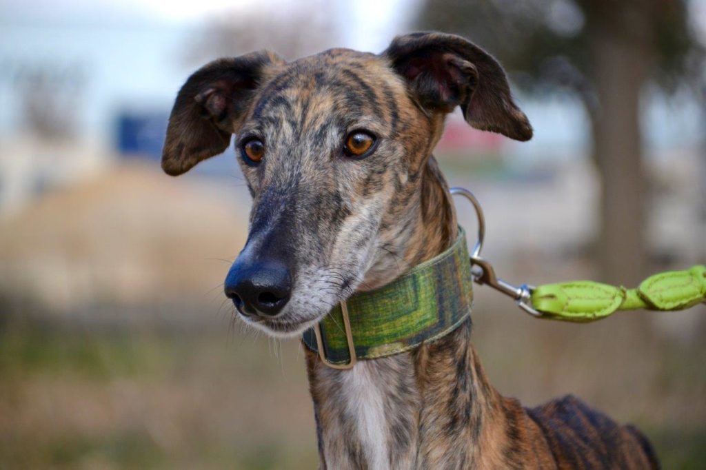 Photo de LINDOR, un lévrier en attente d adoption