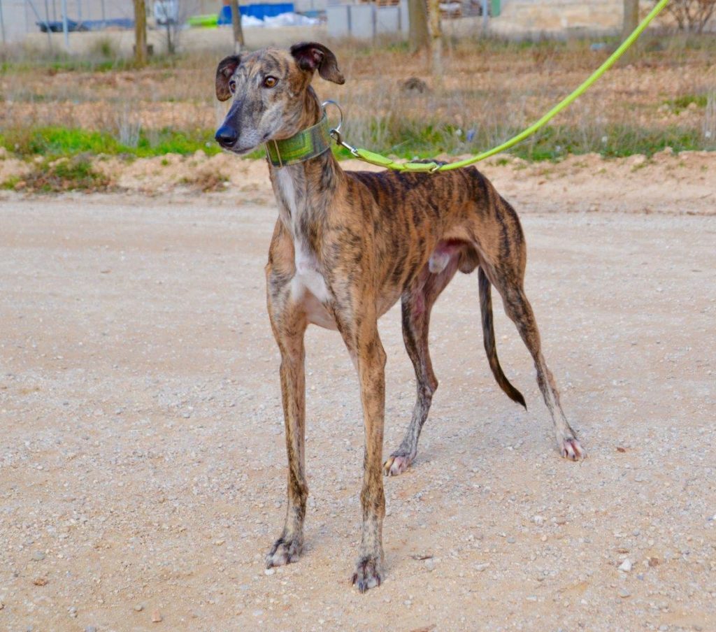 Photo de LINDOR, un lévrier en attente d adoption