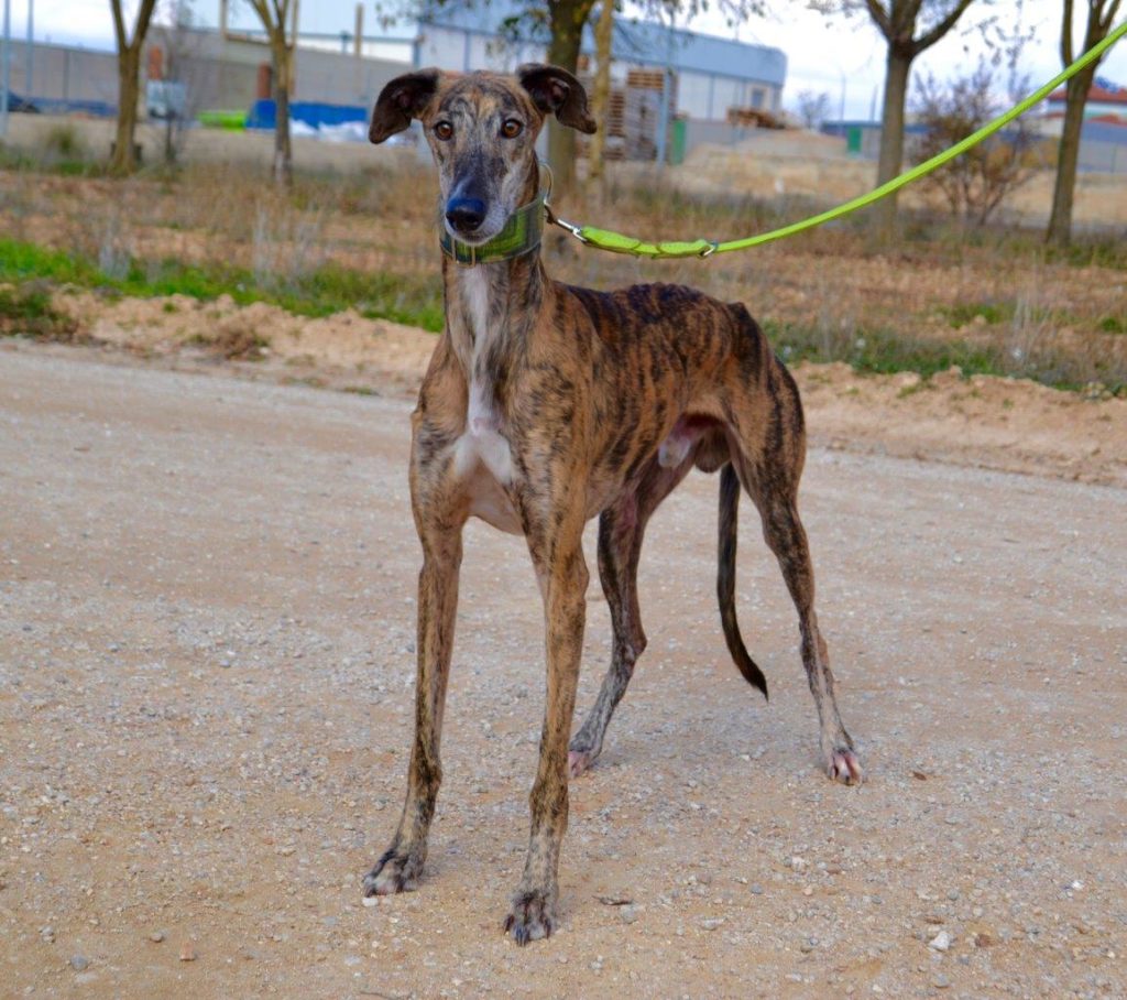 Photo de LINDOR, un lévrier en attente d adoption