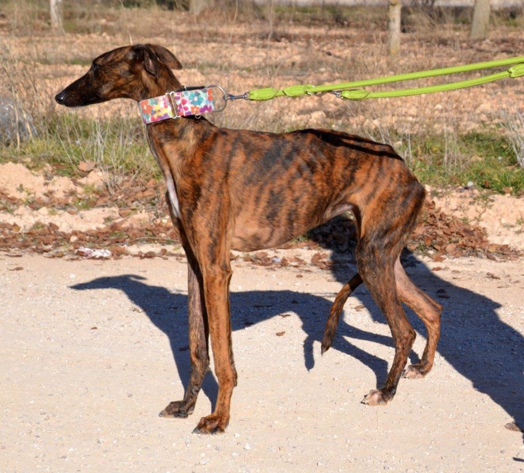 Photo de MARA, un lévrier en attente d adoption