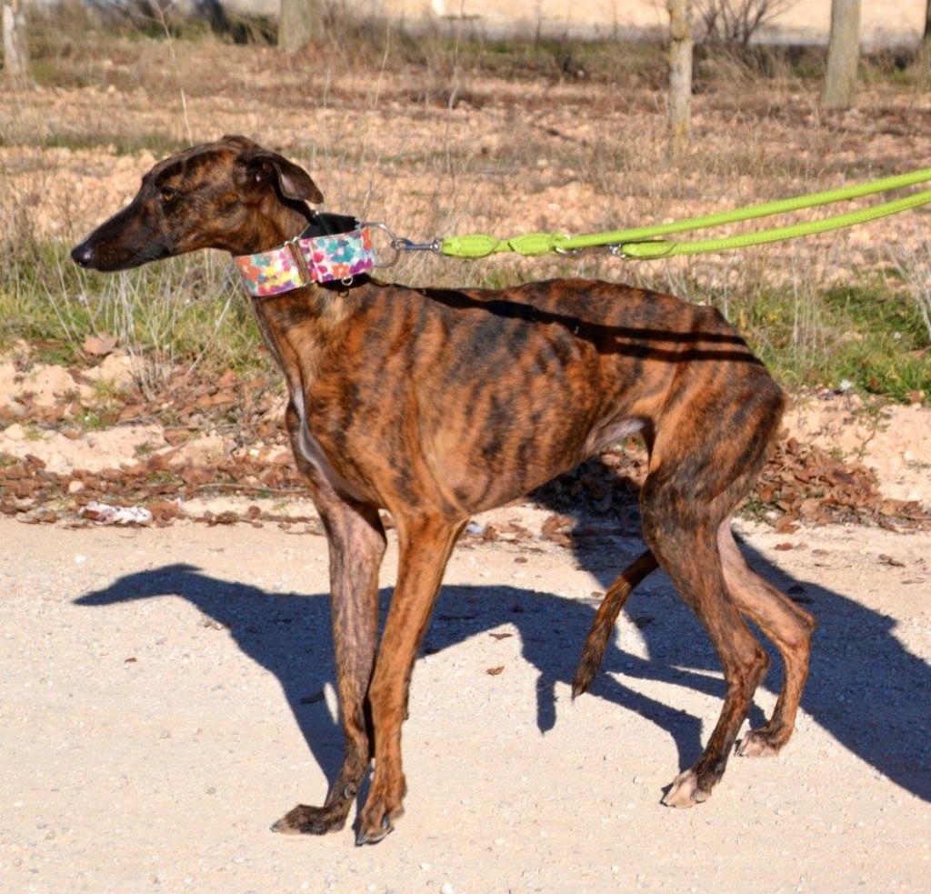 Photo de MARA, un lévrier en attente d adoption